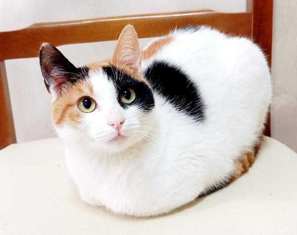 Fatina, Tricolore Di 6 Mesi